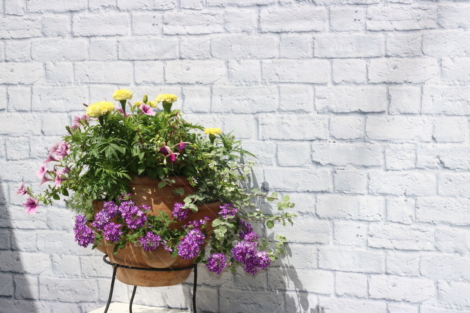 Flower, Wall, Garden, Brick, Flora