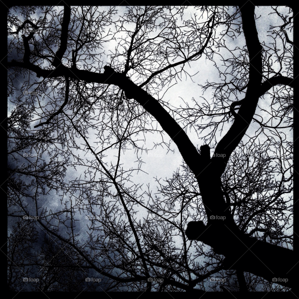 winter dark tree forest by chad13