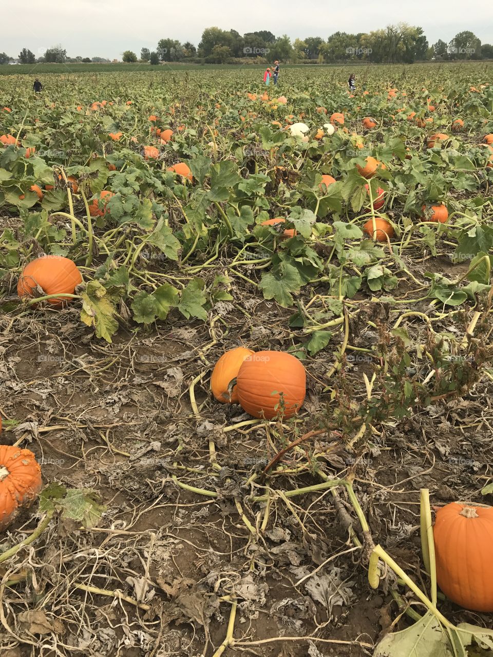 Pumpkin patch