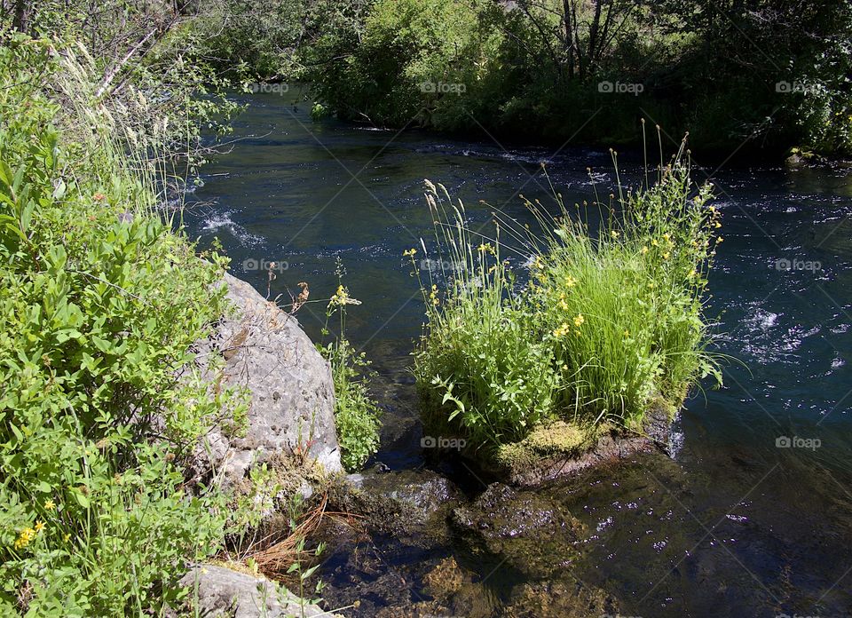A lush green bush tipped with yellow flowers growing on a large boulder in Central Oregon’s beautiful Metolius River with its blue and turquoise waters on a bright sunny summer afternoon.