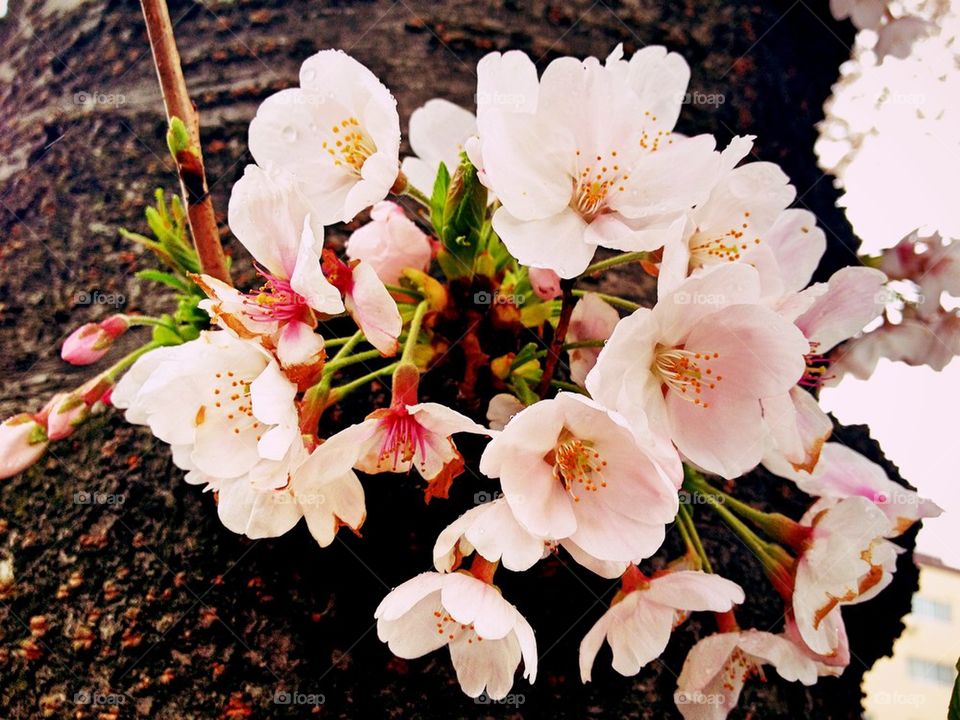 Cherry Blossoms on Trunk of Tree