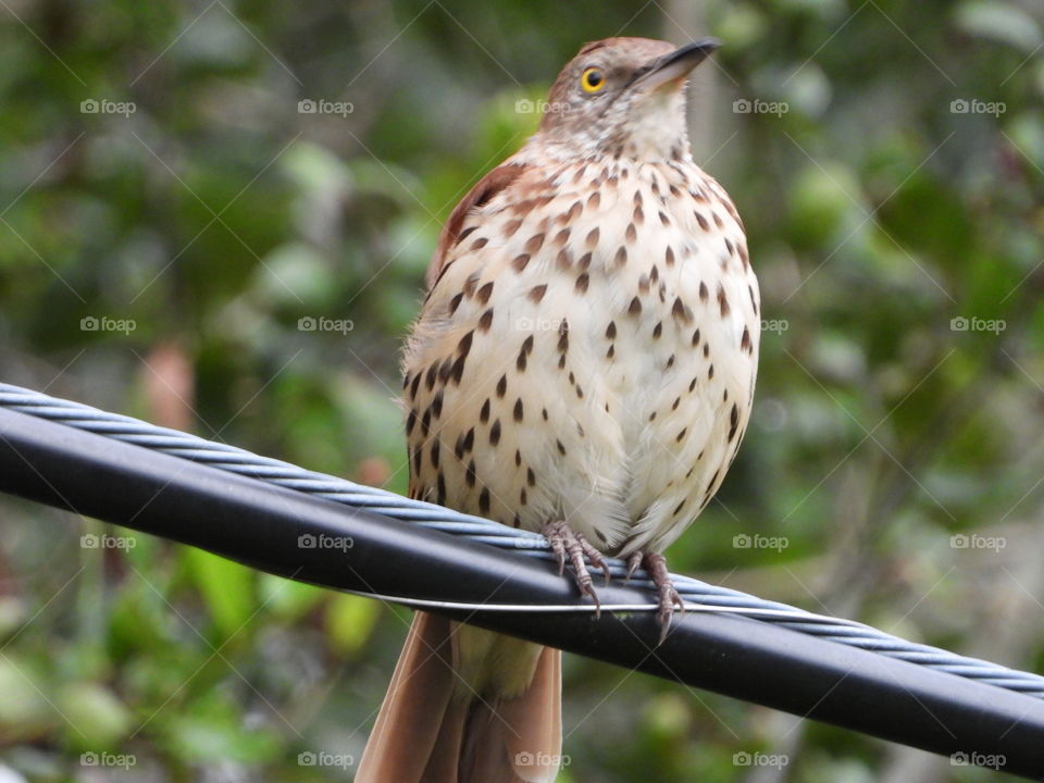 Florida Brown Thrasher brown white spotted fluffy bird on an electric wire