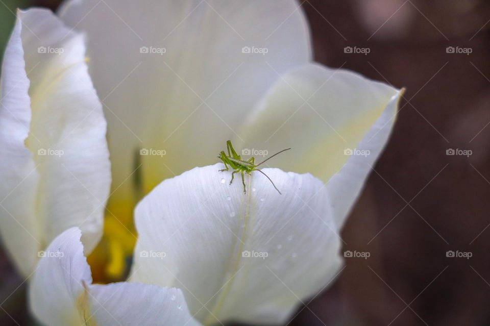Insects flowers rain macro spring
