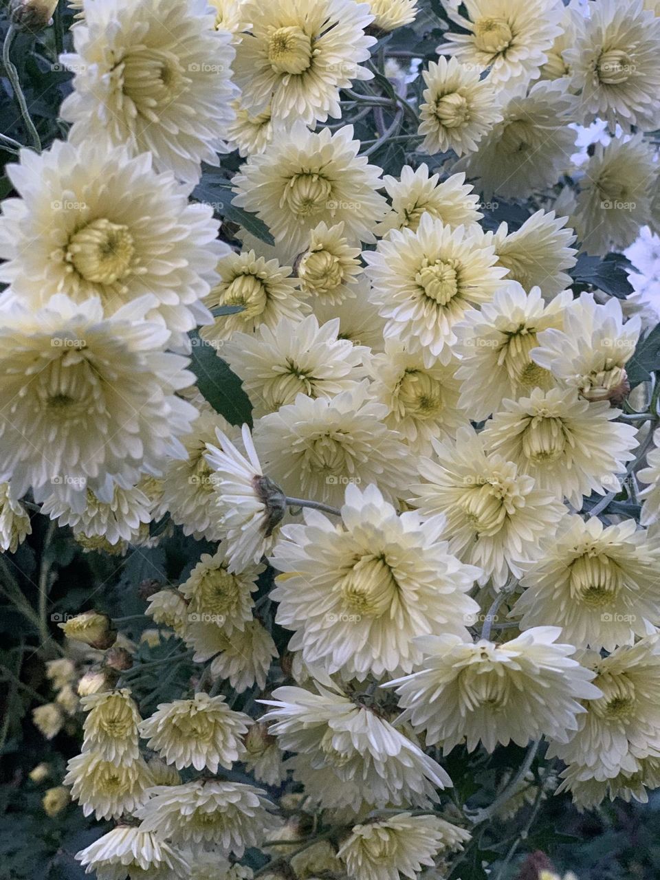 autumn flowers