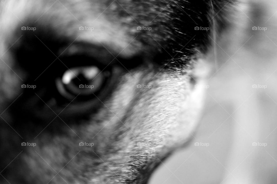Pupeye