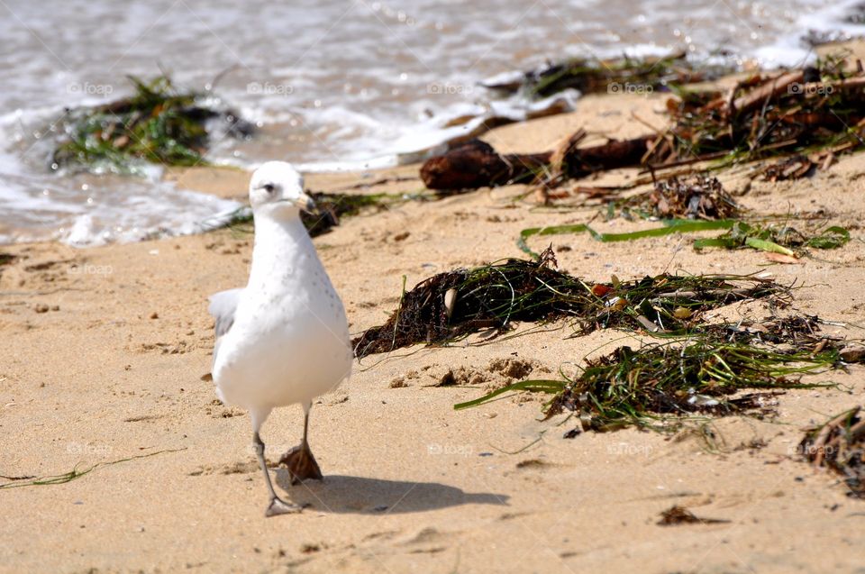 Seagull