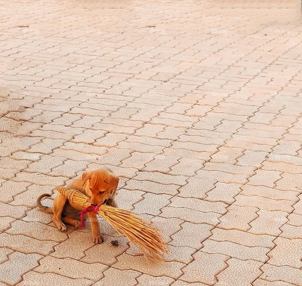 a stray dog puppy playing with a broom