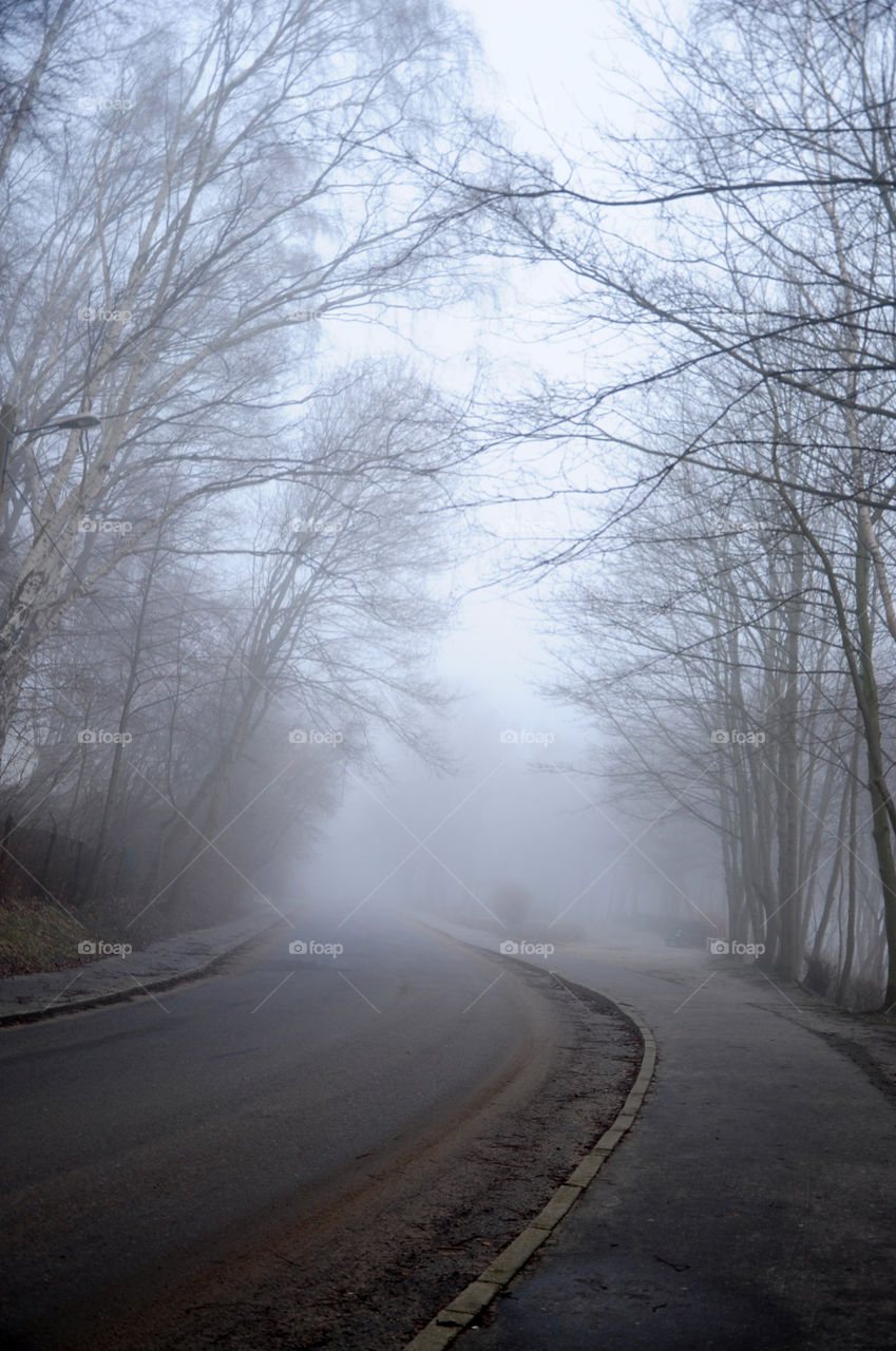 foggy forest road in gdynia, poland, foggy morning