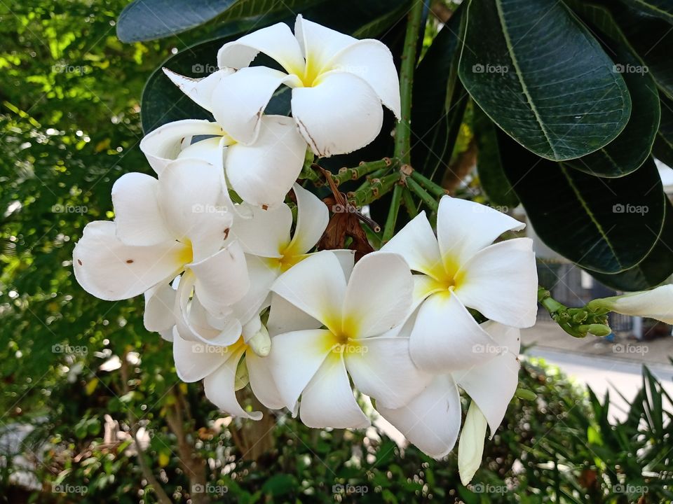 White Plumeria Flowers