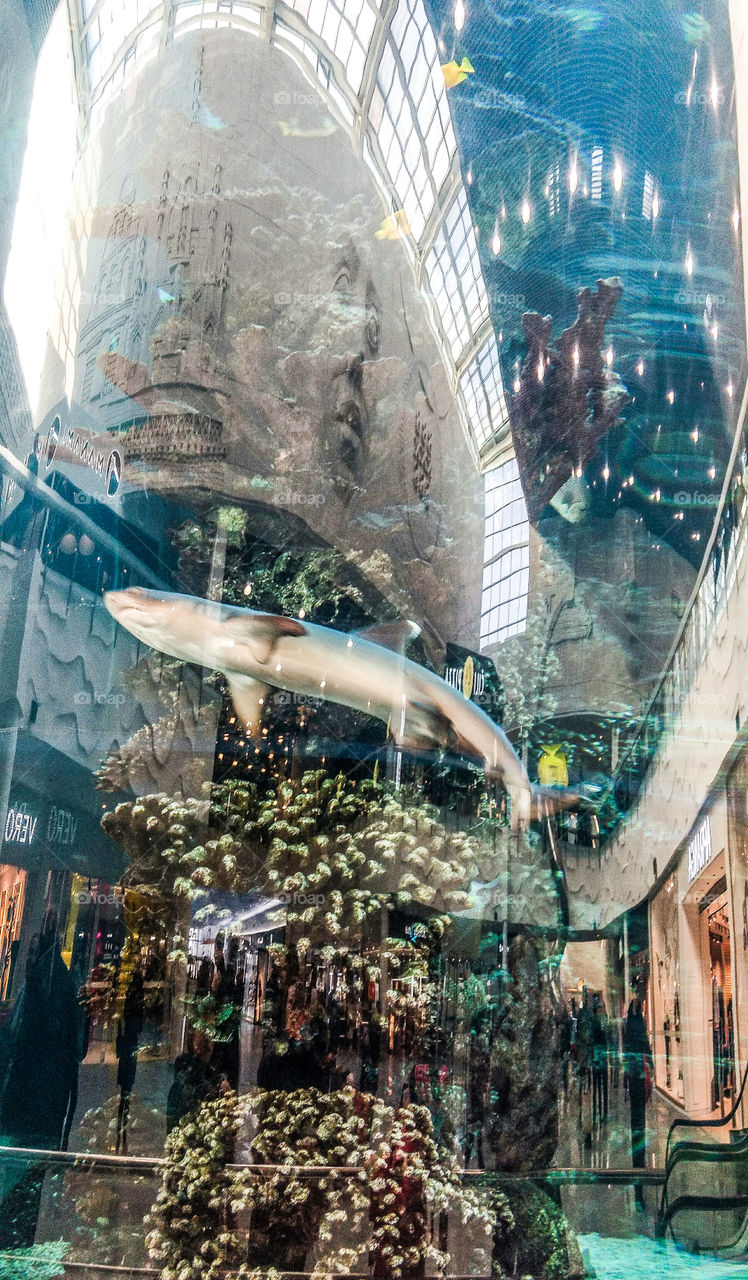aquarium
