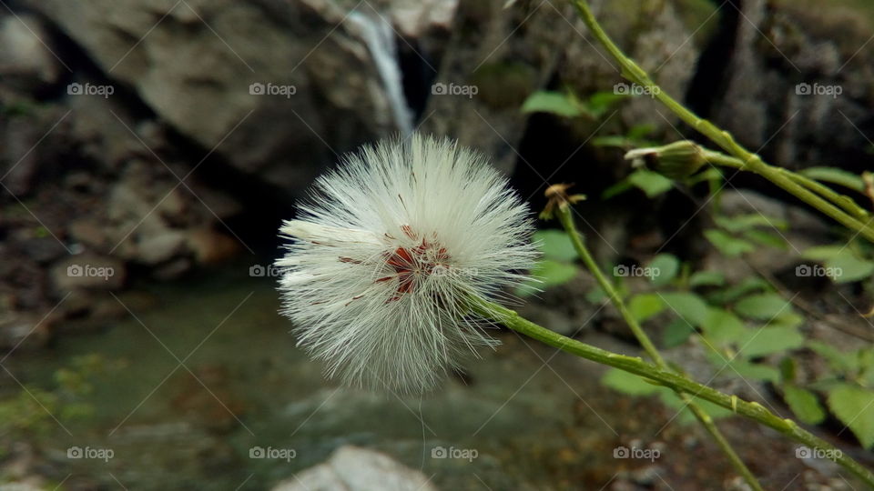 Nature, No Person, Outdoors, Flora, Flower