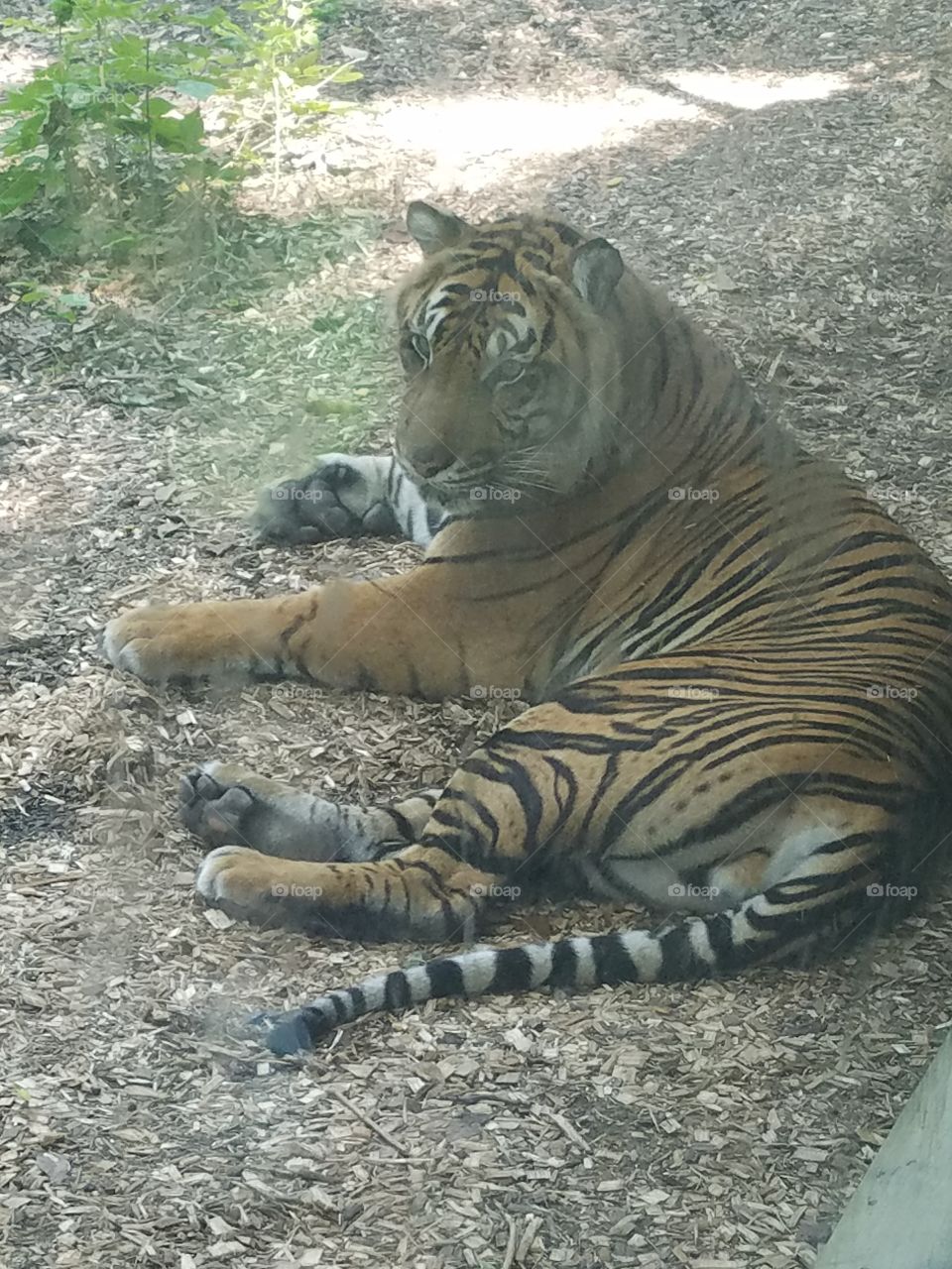 bored tiger in a zoo