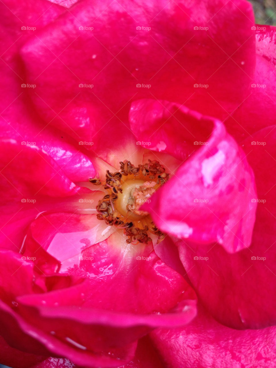 stigma pink flower macro by carina71