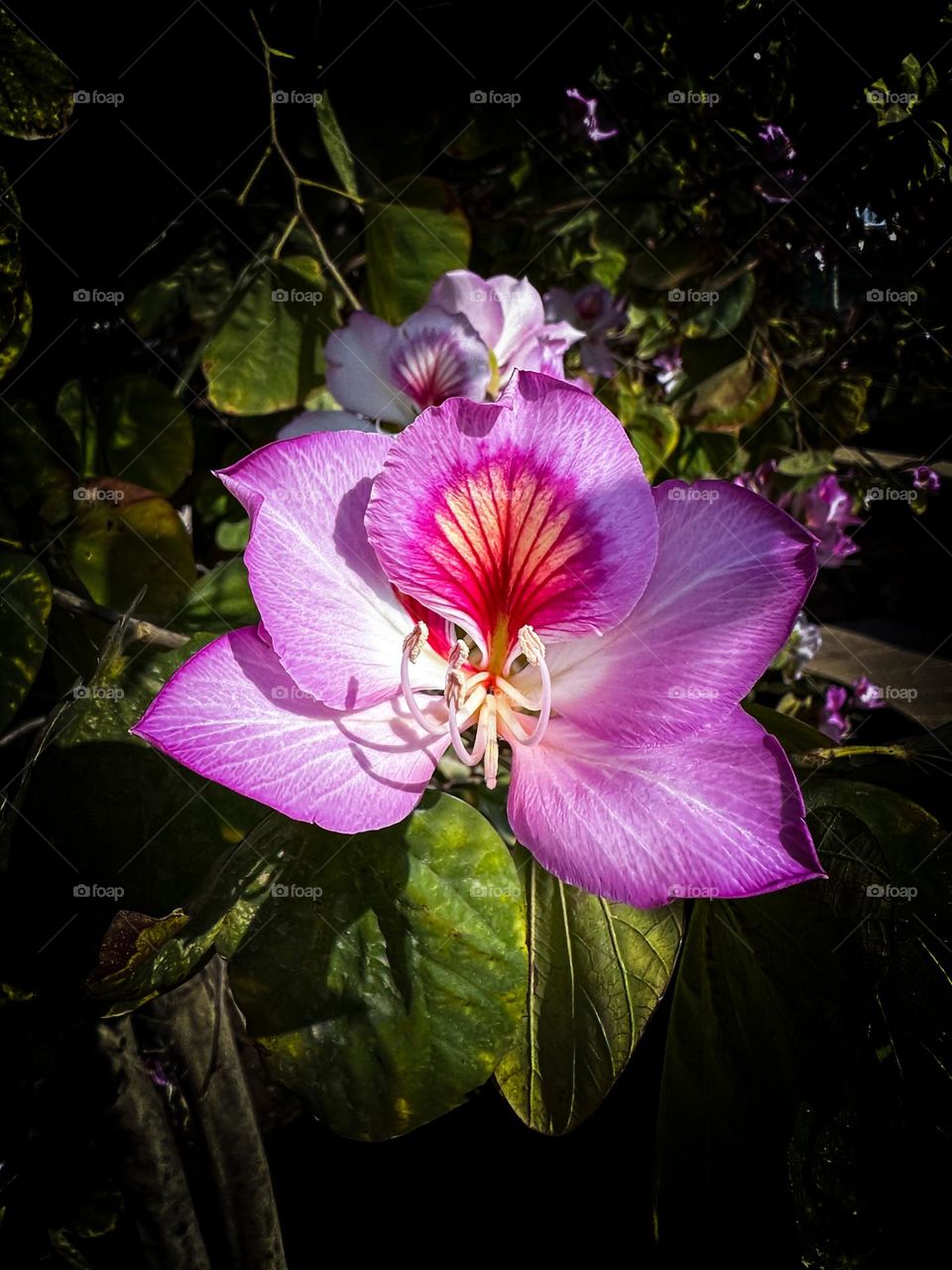 Hong Kong orchid tree, Bauhinia × blakeana