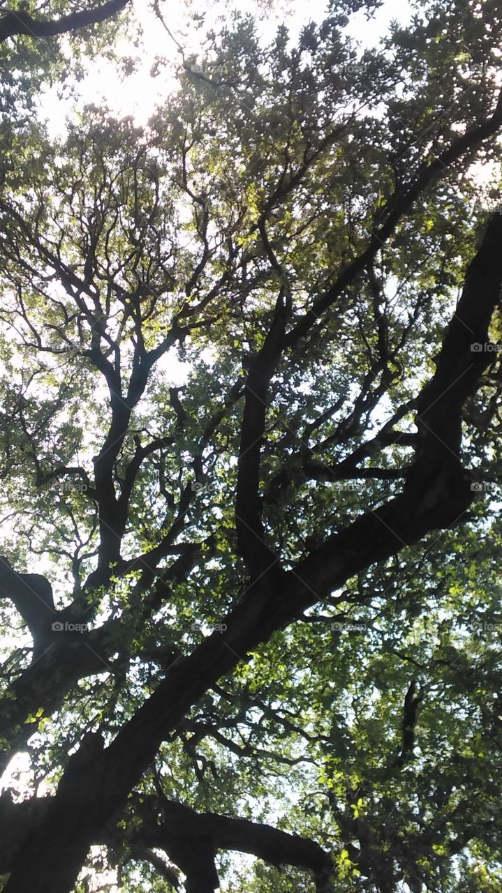 Under the shade tree