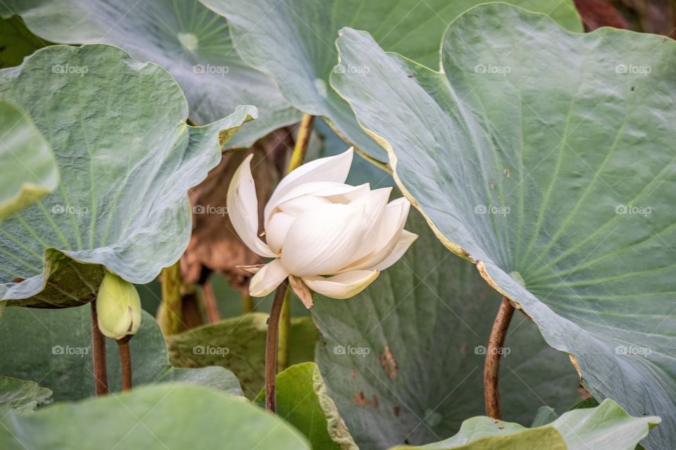 White lotus