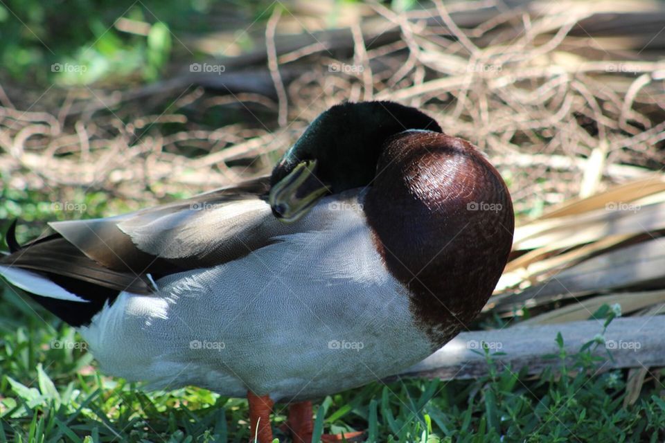 Duck Closeup 