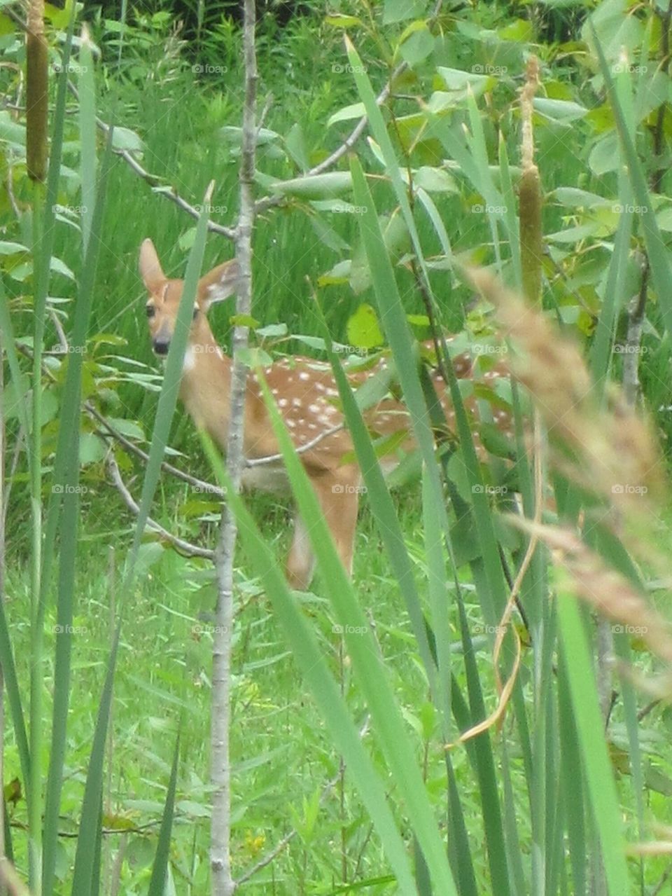 Whitetail Fawn in Upper Michigan