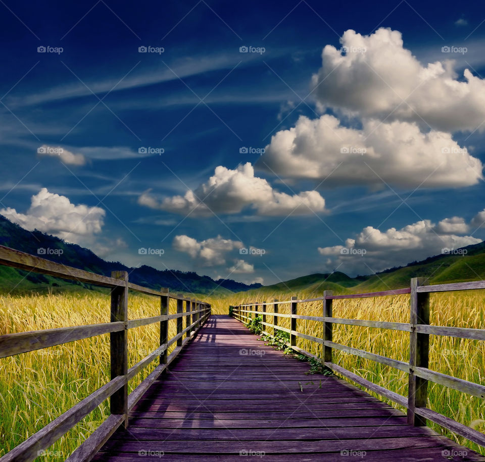 wood bridge at borneo park