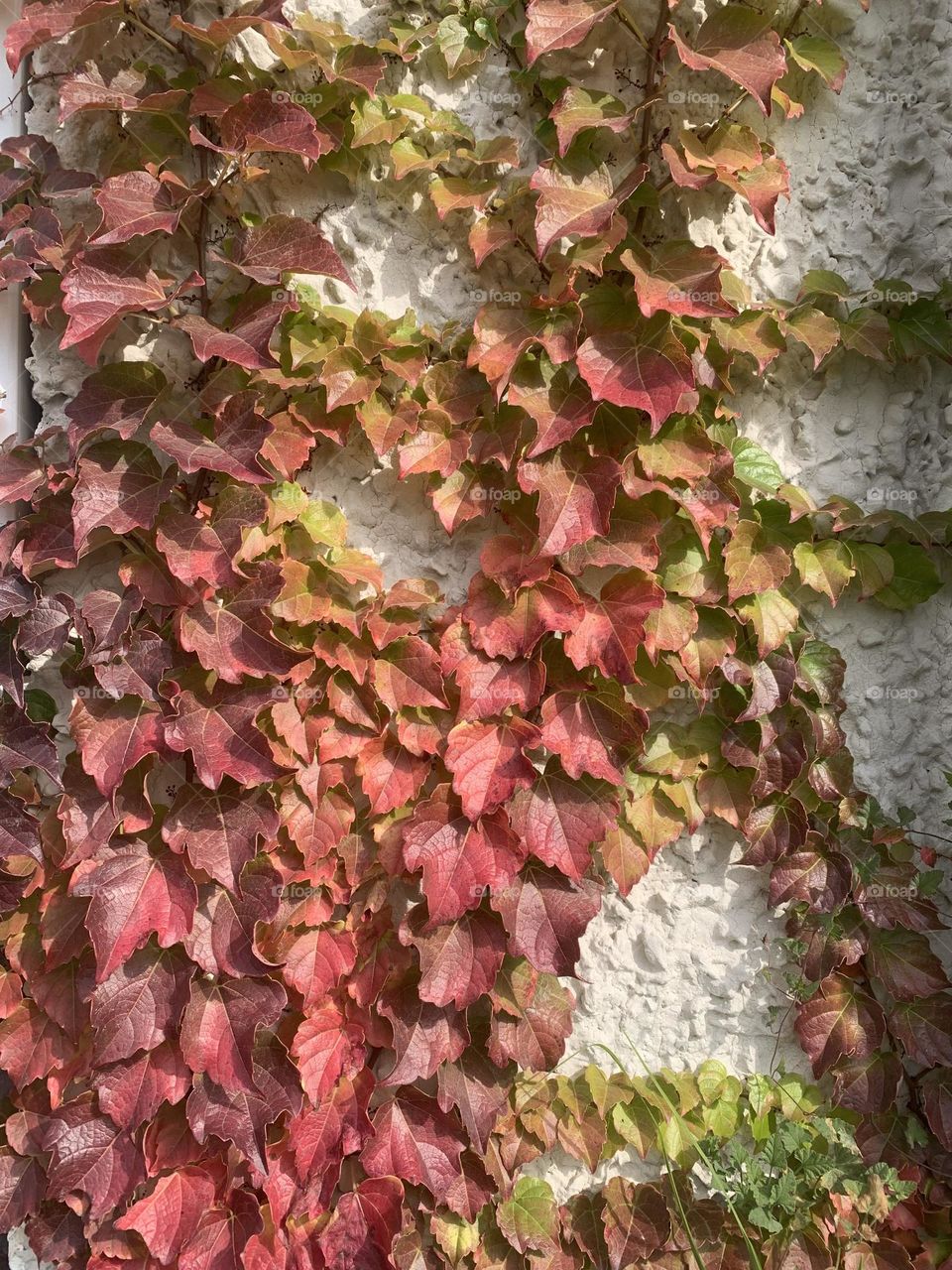 Climbing plant with red leafs on house wall