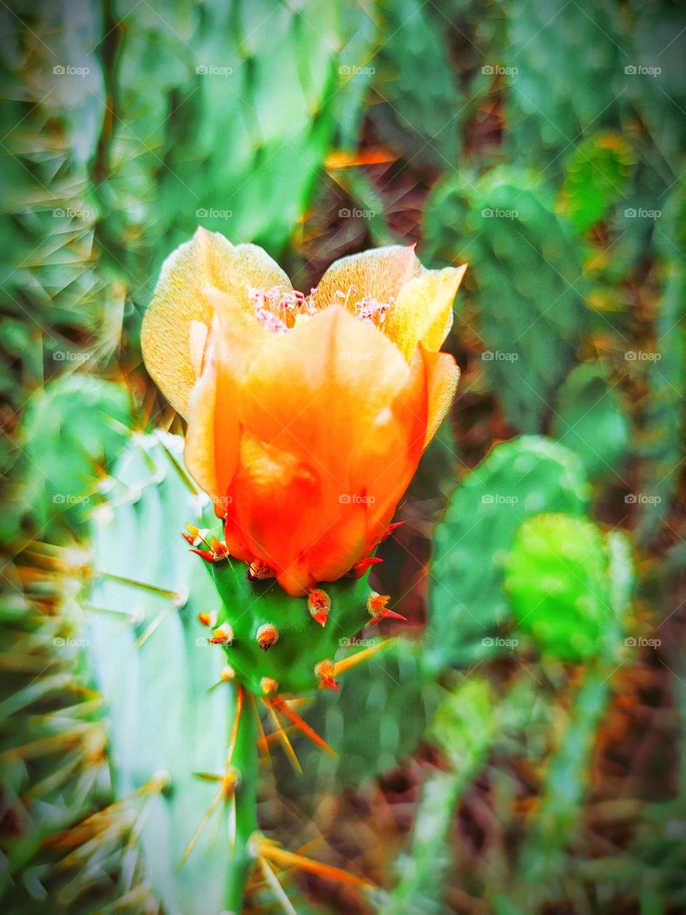 Cactus flower