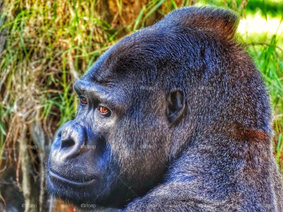 Silverback Gorilla. Thoughtful Gorilla
