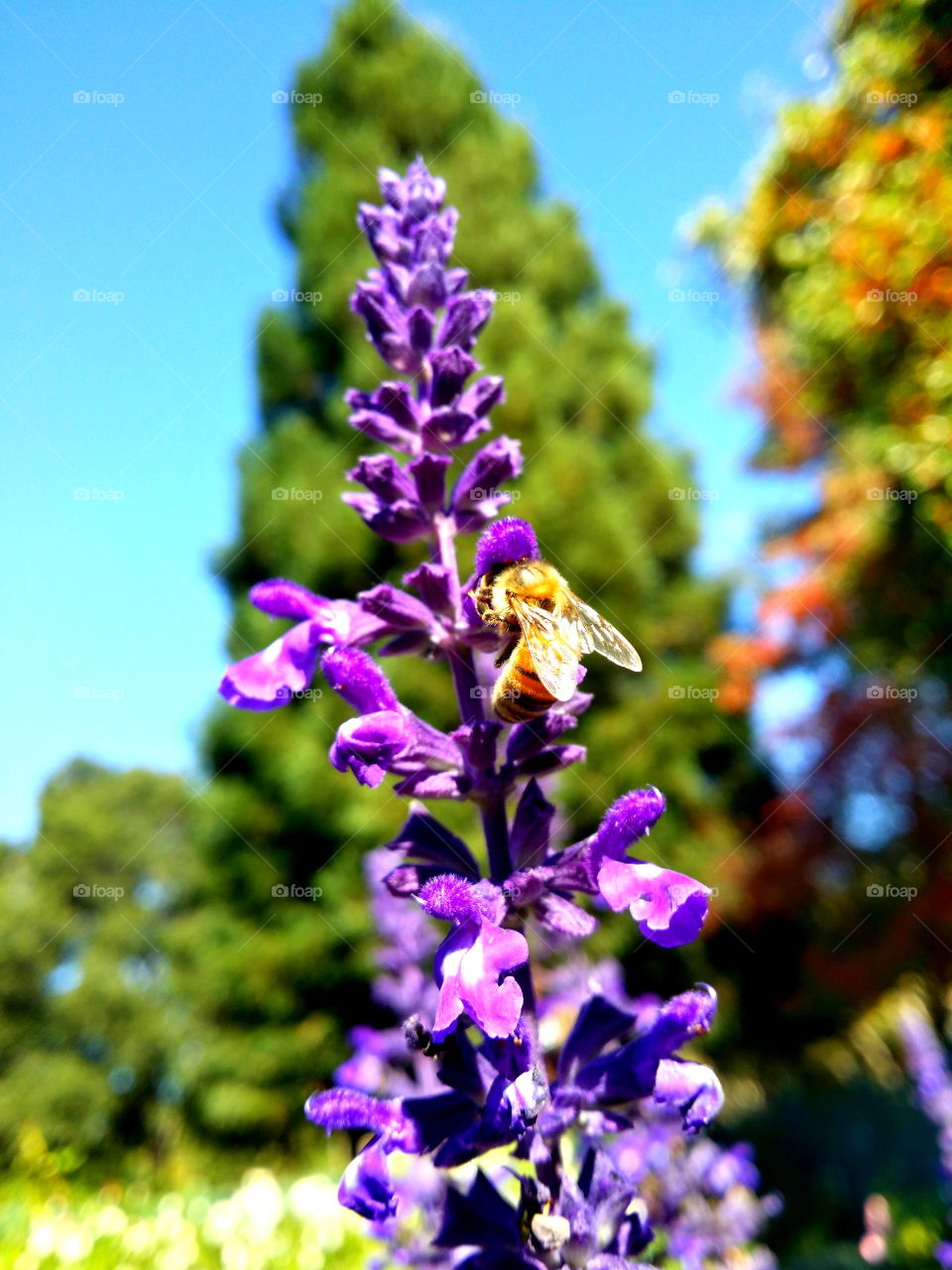 In the garden... flowers and pollinators! 🌼🐝🐞