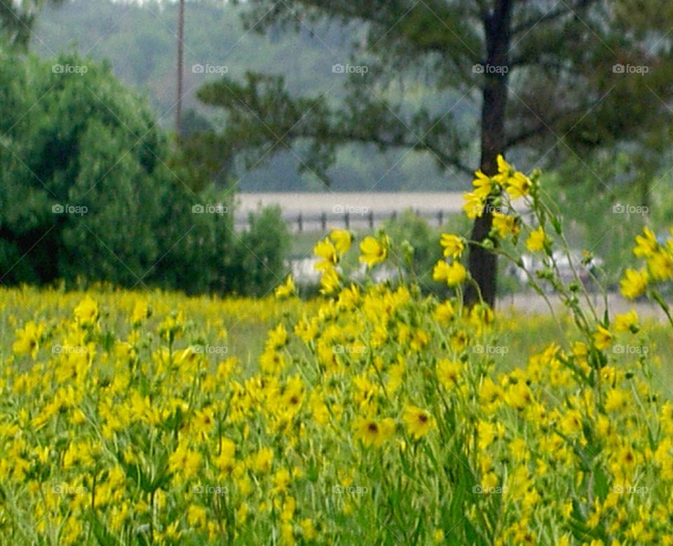 Field of Yellow