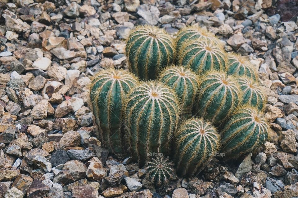 Bundle of cactuses at Christchurch Botanic Gardens, New Zealand 