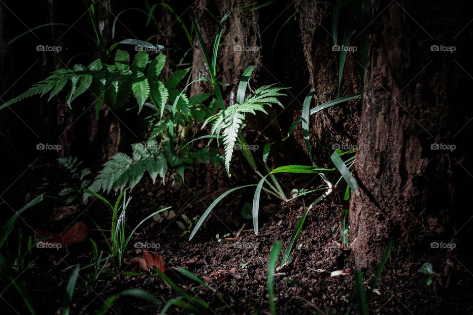 deep dark in bali forest, kintamani