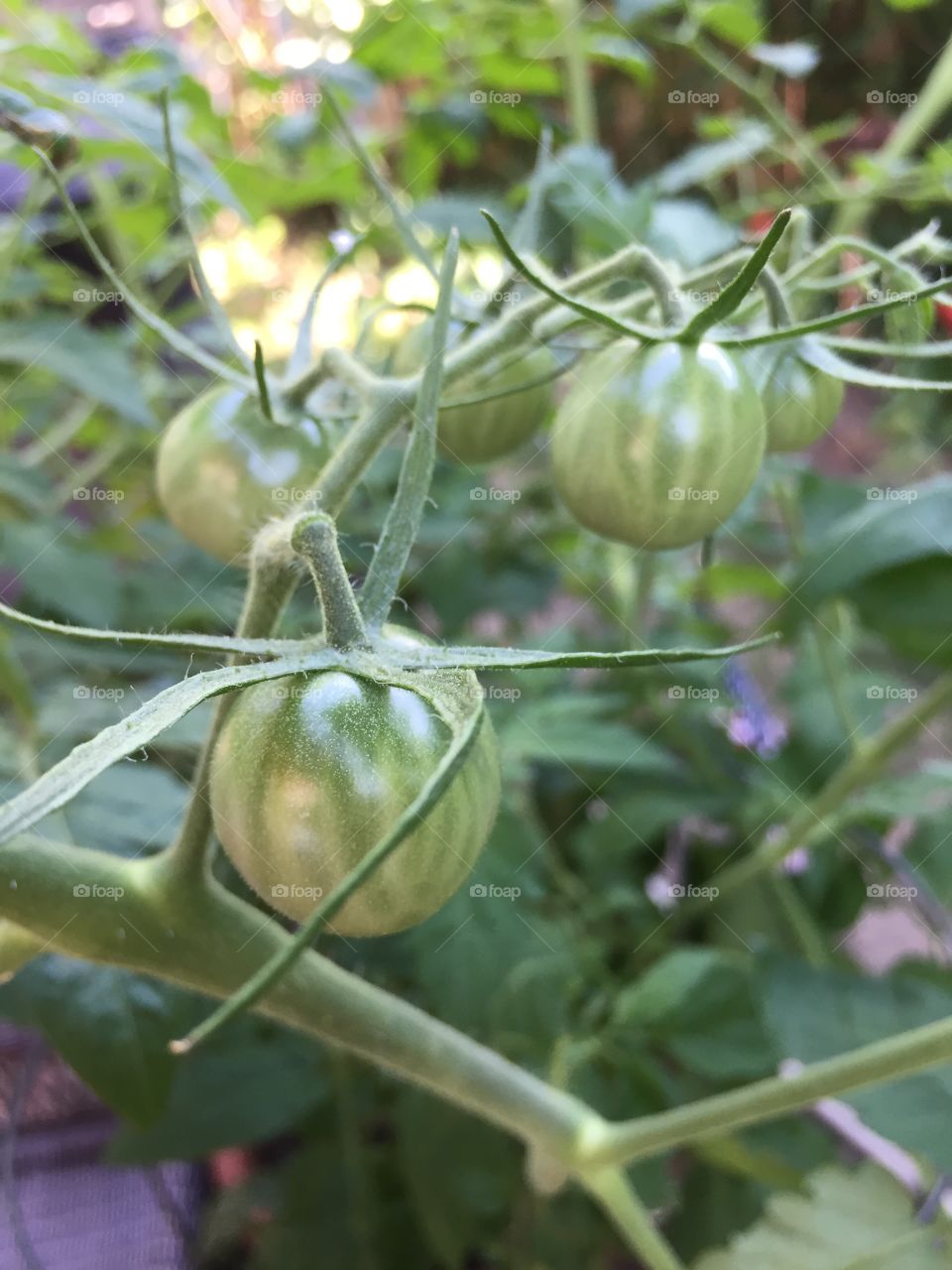 Green cherry tomatoes