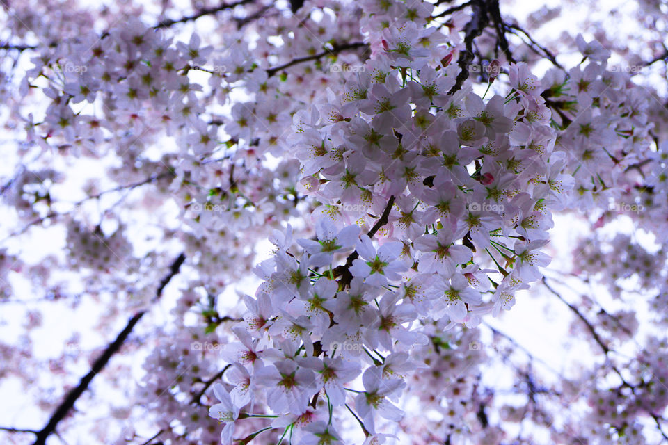 Japan. Cherryblossom