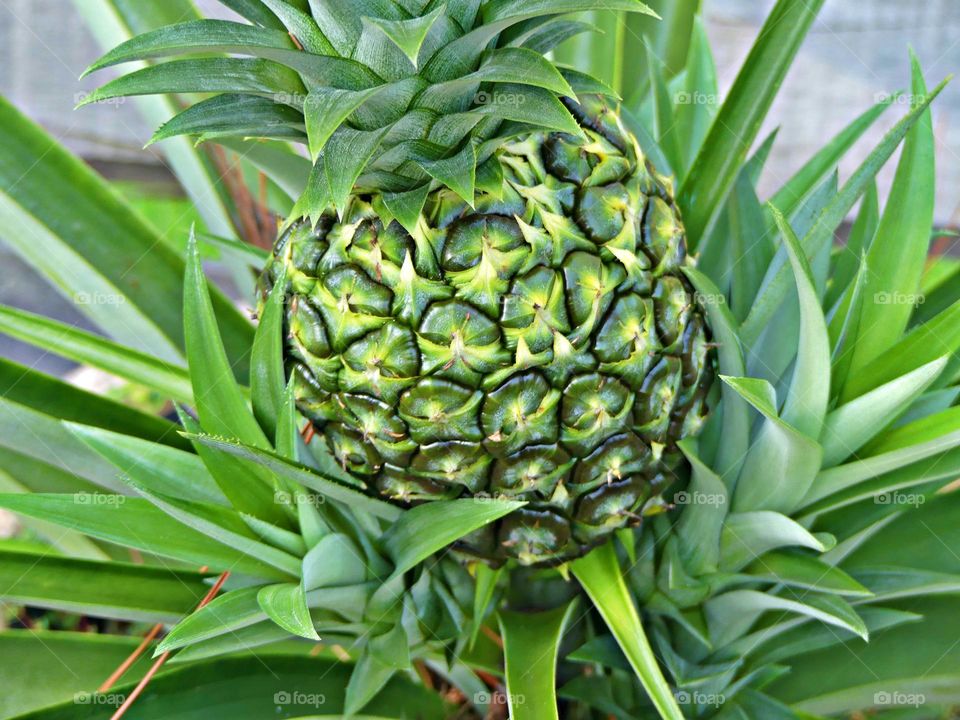 A small Green Pineapple Fruit - Green is a vibrant and eye-catching shade. It is a color you may use to make someone feel relaxed and calm or expand their imagination