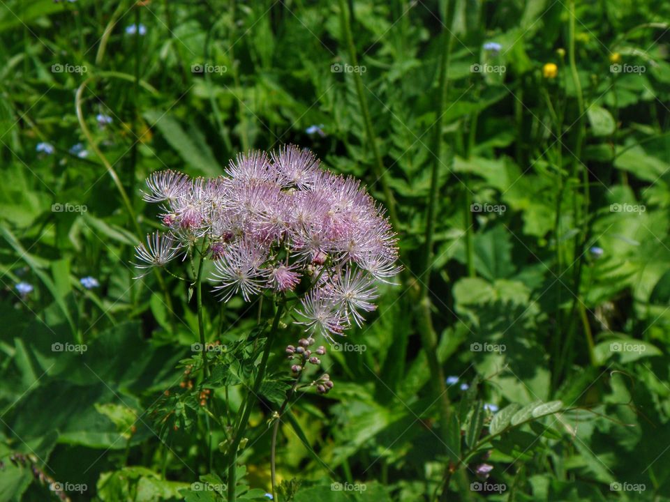 Wild flower blooming at outdoors