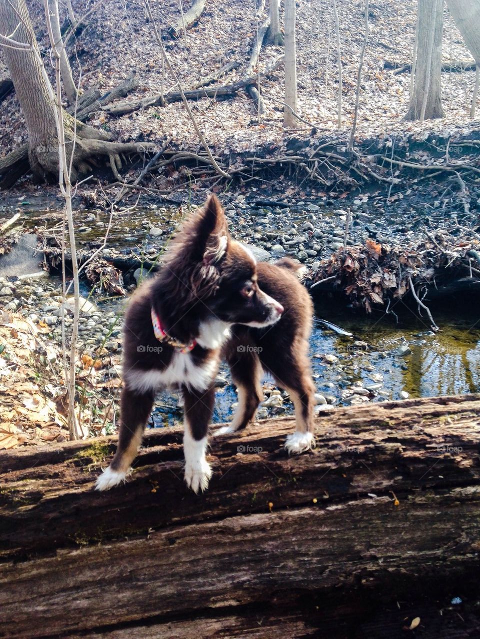 Pup on a log