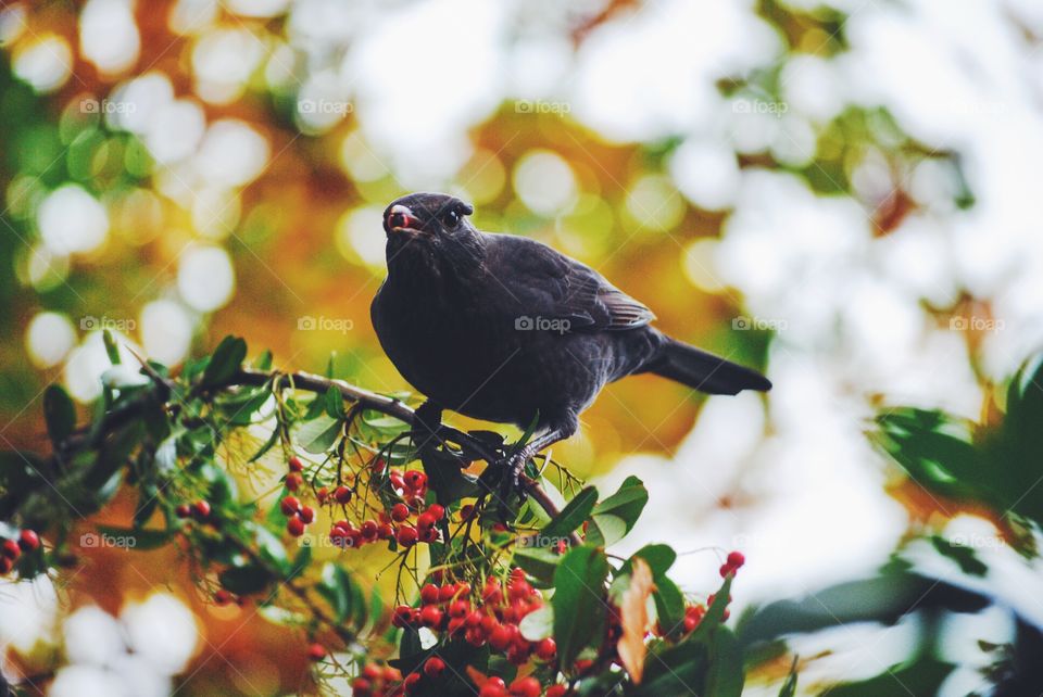 Bird, No Person, Nature, Food, Tree