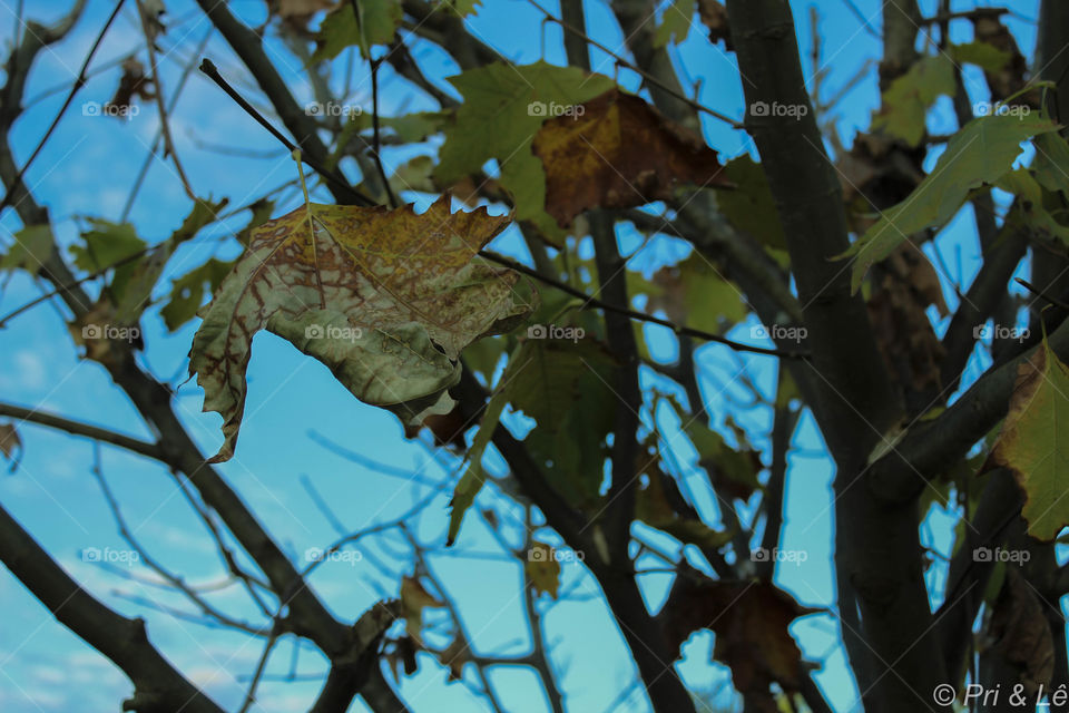 Tree leaves