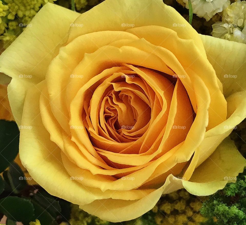 Yellow rose bloom.