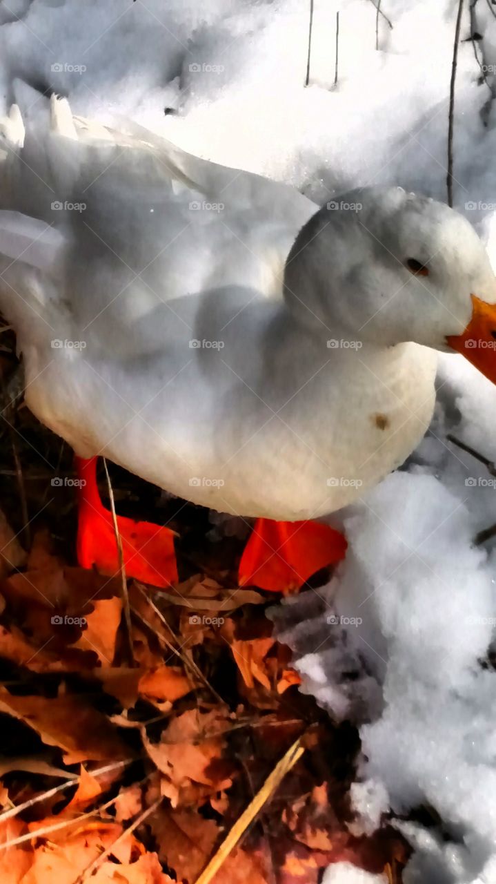 Duckin' Snow. It's cold out there