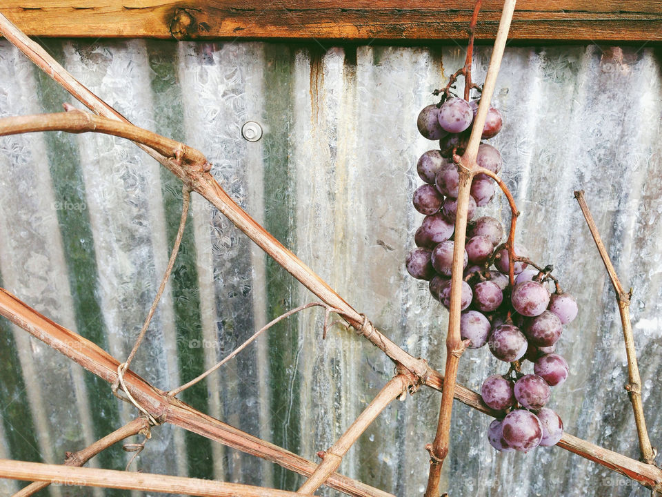 Wine Grapes and Corrugated Metal