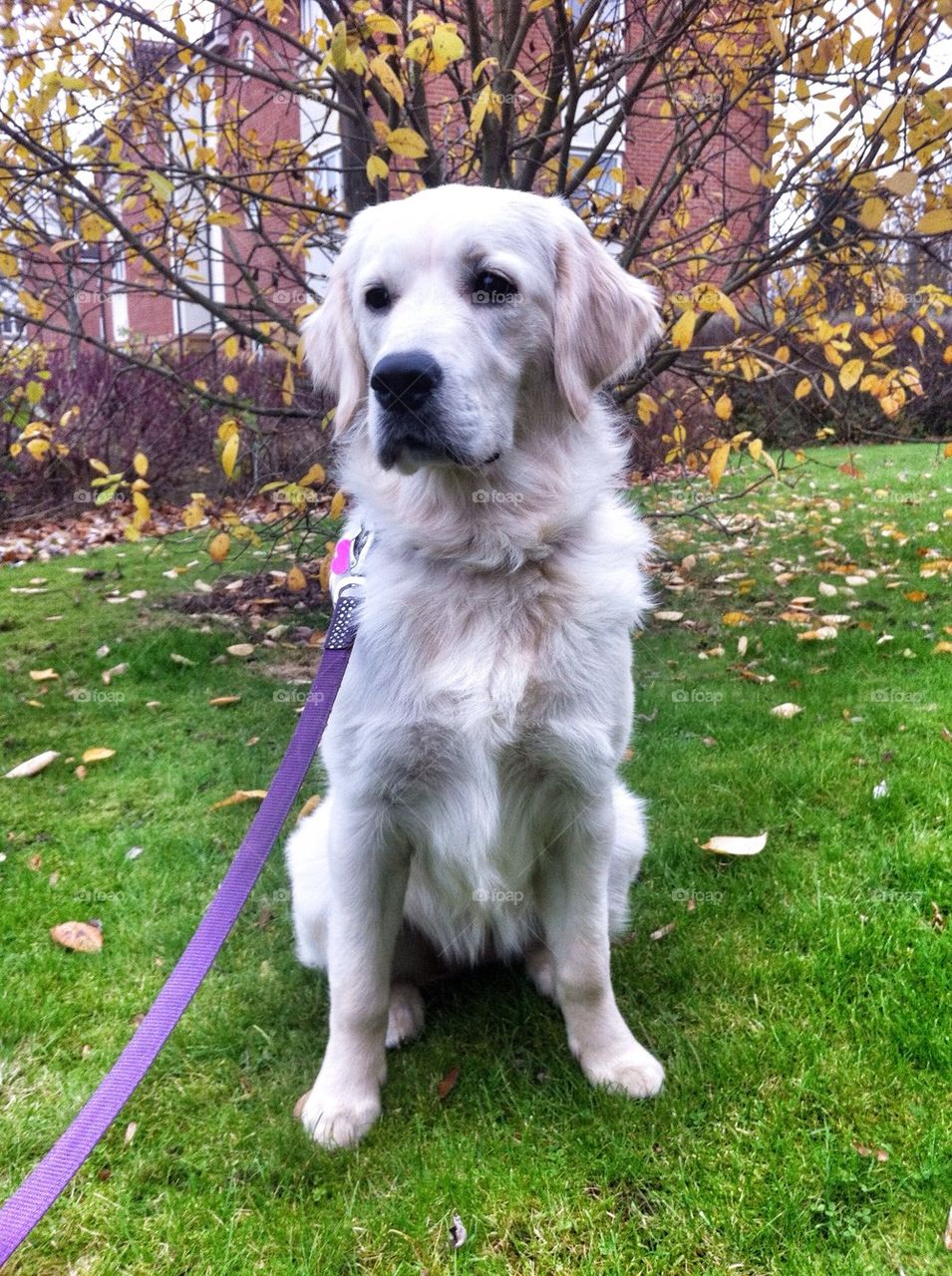 Zoe - Golden Retriever