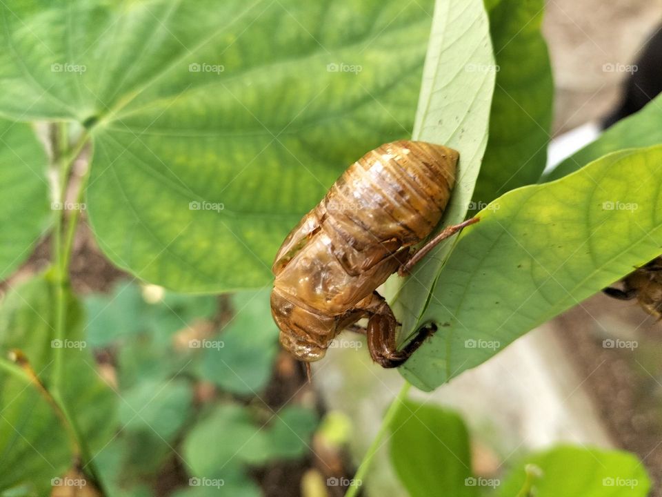 dead beetles drying on the leaves