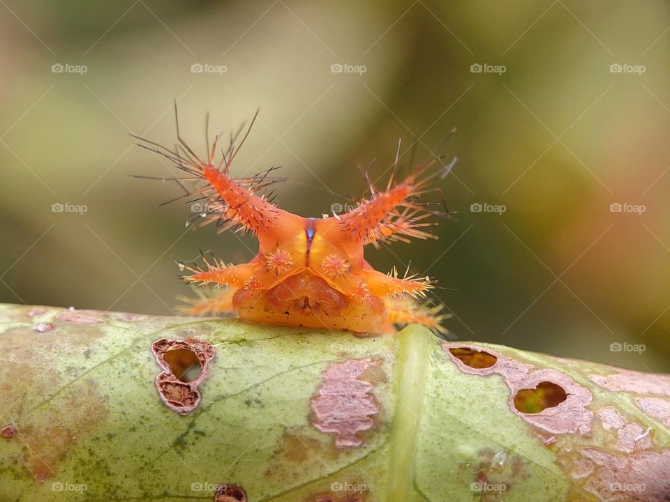 one of poisonous caterpillar