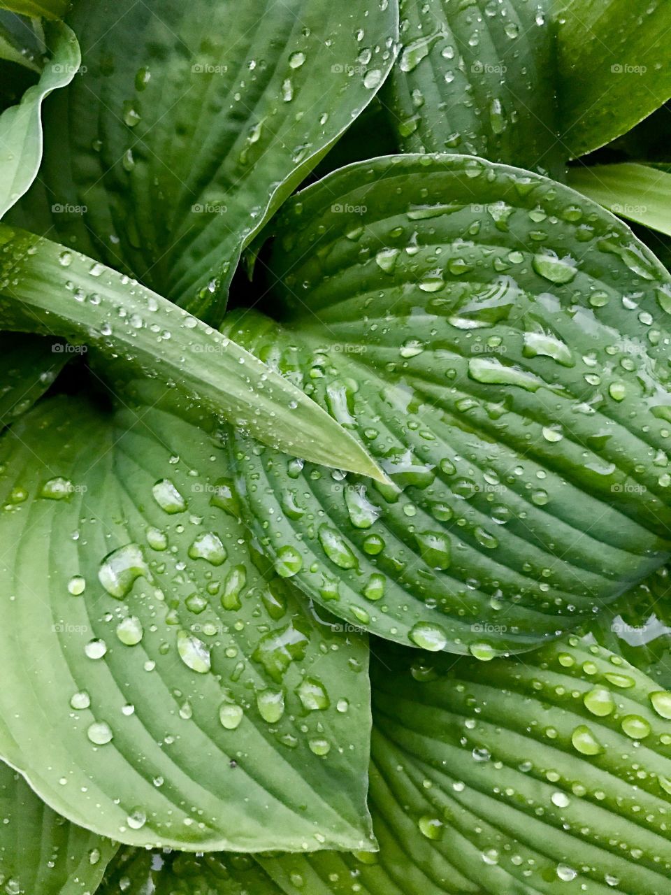 Raindrops on green leaves 