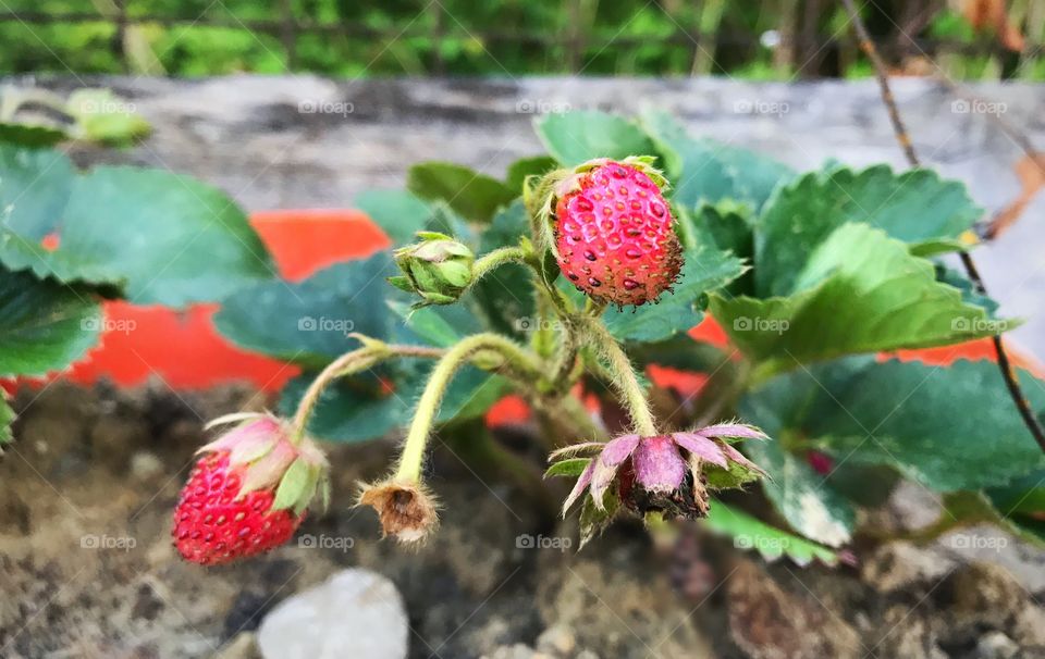 First strawberries of the summer! 