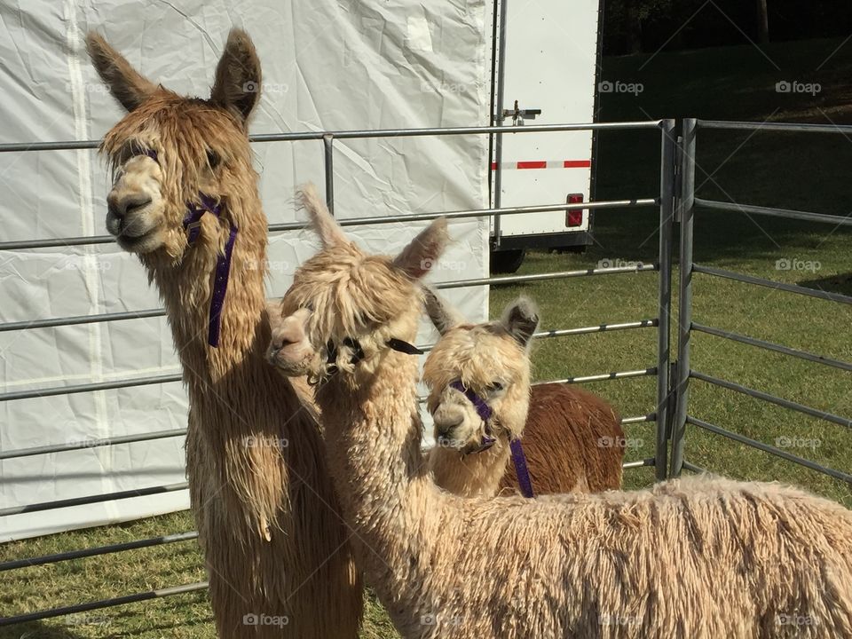 Side view of alpacas in fence