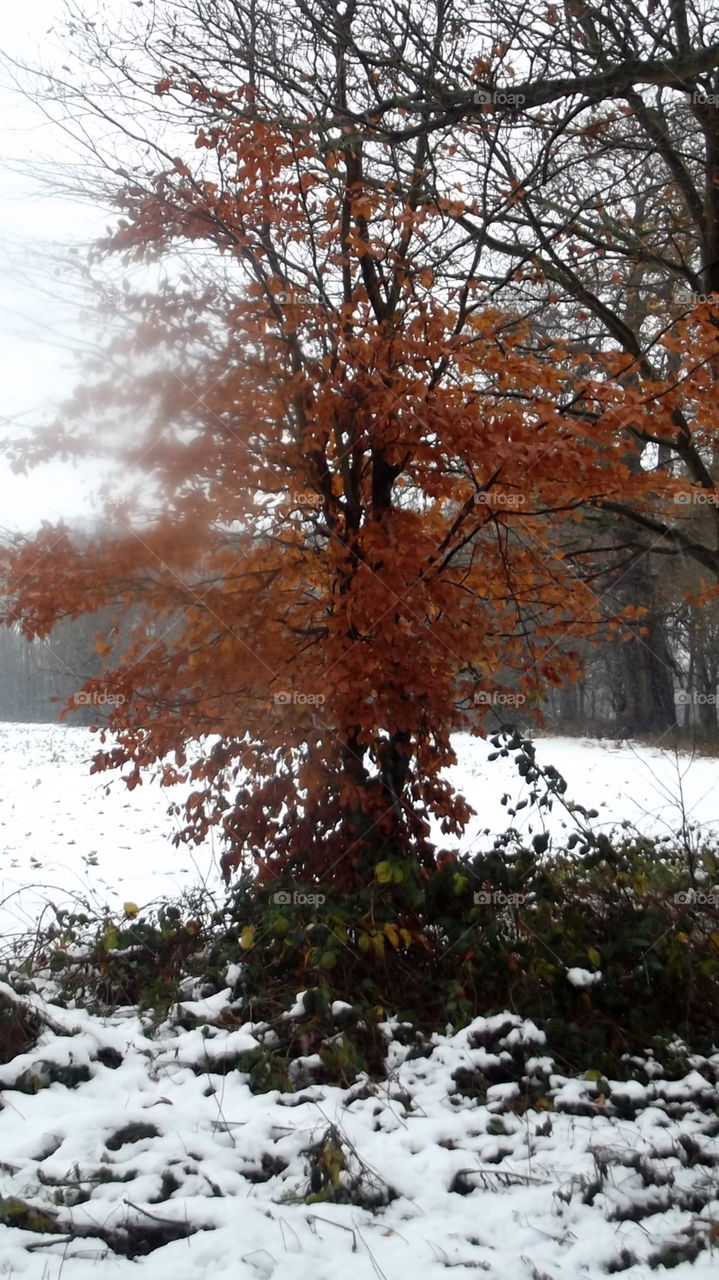 Winter, Tree, Snow, No Person, Landscape