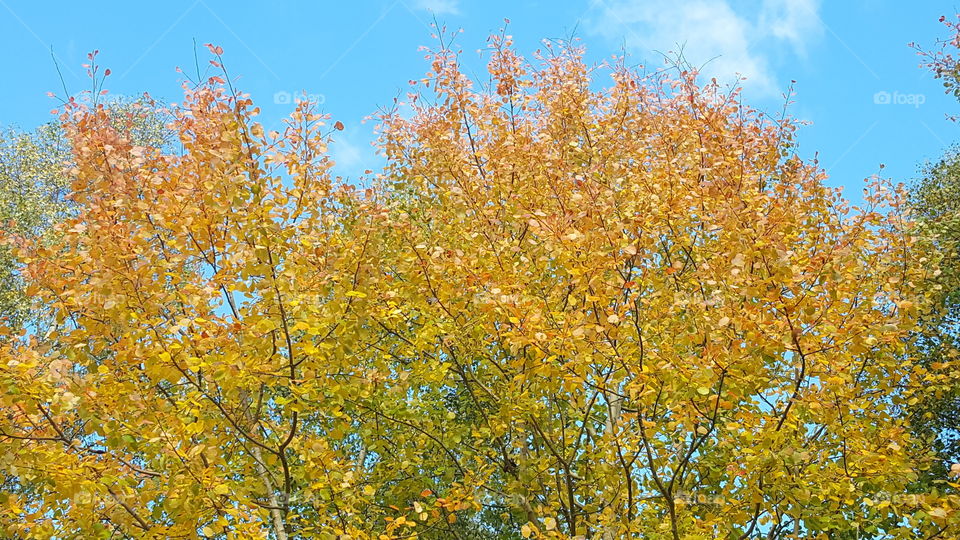 Autumn in Sweden (Aspen tree)