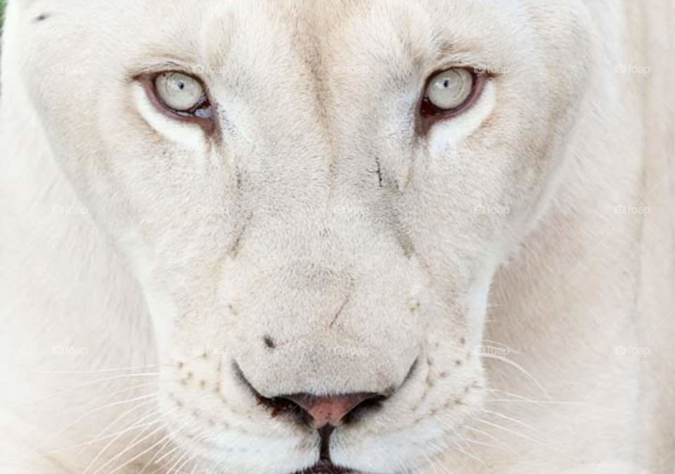 beautiful white lioness with big white eyes and a menacing look