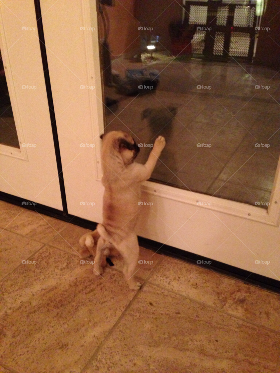 glass door puppy reflection by melody